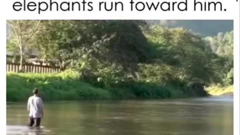 Elephant caretaker returns