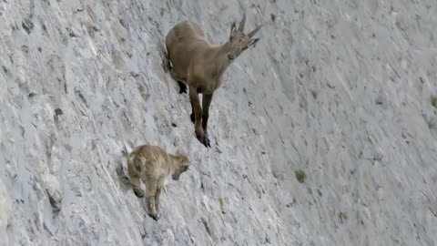 Poor little goat