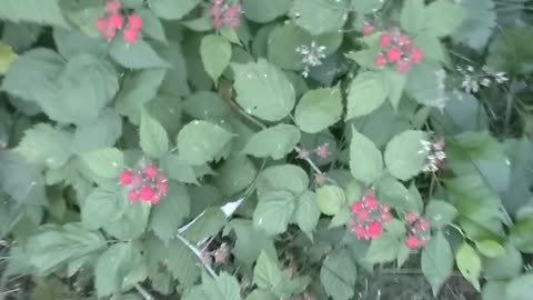 Raspberries
