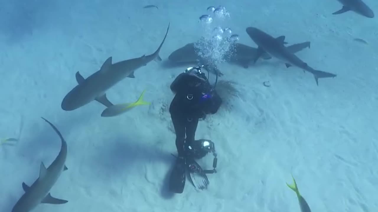 Scuba dive