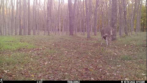 Bucks rattling horns