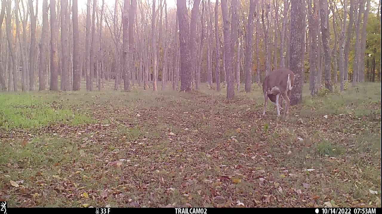 Bucks rattling horns