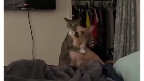 Cat Secretly said STFU 🤣