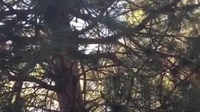 Man falls out of tree