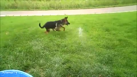 Baby German Shepherd Swimming - Cutest Compilation