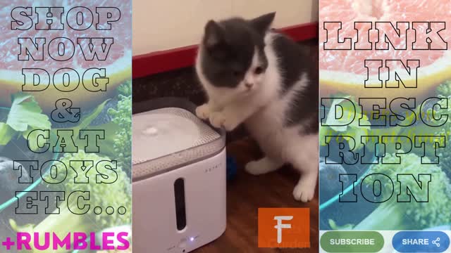 Cat Trying To drink Water | Forever Living Intl