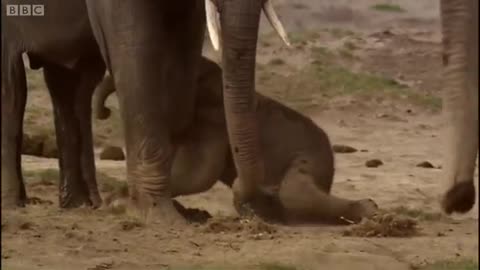 Elephants Welcome Newborn Calf | Spy in the Herd | BBC Earth