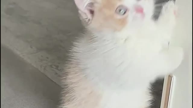 It seems to know that it is cute!!!