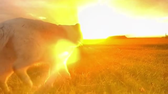 At sunset, give it back to the sun.