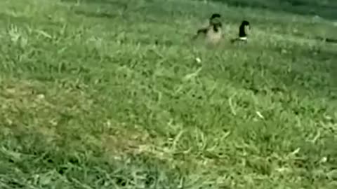 2 moscovys & a chick Episode 18: you gotta catch her to mate with her!! LOL