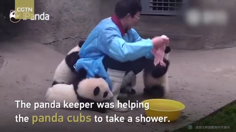 Cute pandas playing