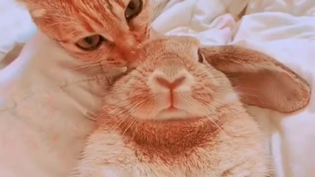 Kitty Cleans Bunny Buddy