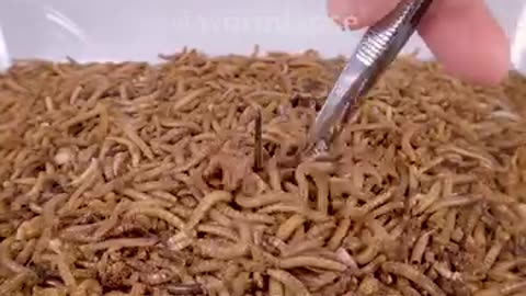 Mealworms eating a pack of cigarette, Toilet roll paper, cake and chocolate balls.