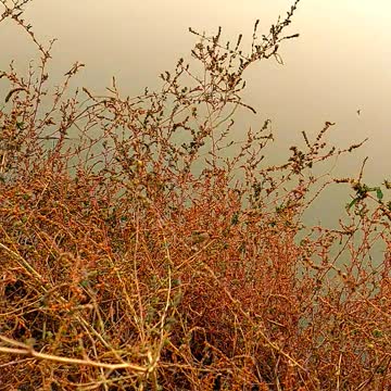 Sun rises 🔆🔆🔆🔆🔆🔆⛅⛅⛅#shorts video