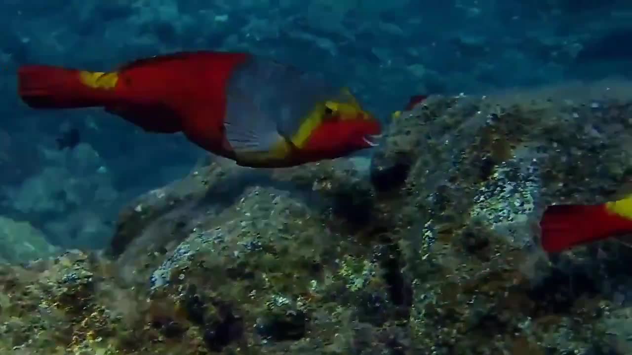 The most beautiful fish live in the depths of the ocean