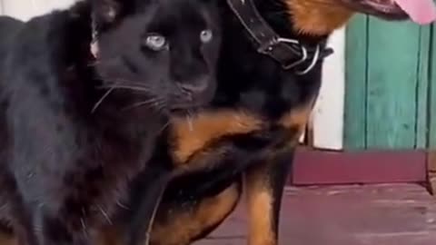 Funny pets