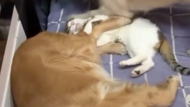 Hilarious Cat Videos