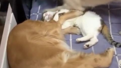 Hilarious Cat Videos