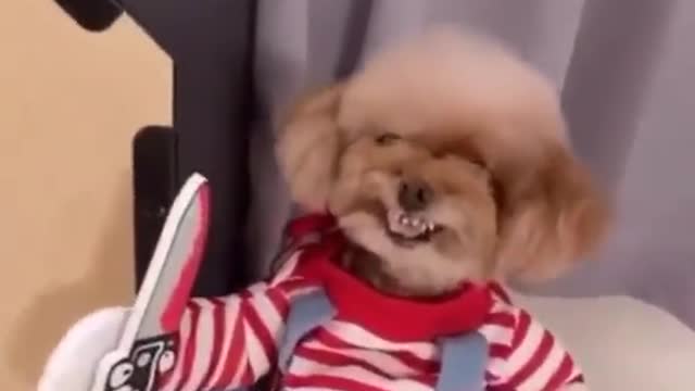 Chucky puppy Run!!!!!!!