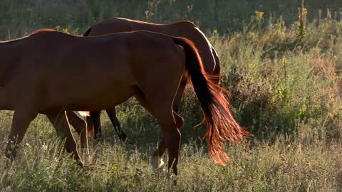 Brown horses walk on meadow. Animal is eating grass