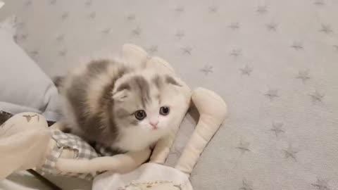 Cute Kitten Video Short Leg Cat