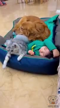 Funny cat and dog