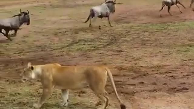 Wild beast migration vs lions