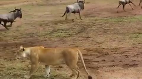 Wild beast migration vs lions