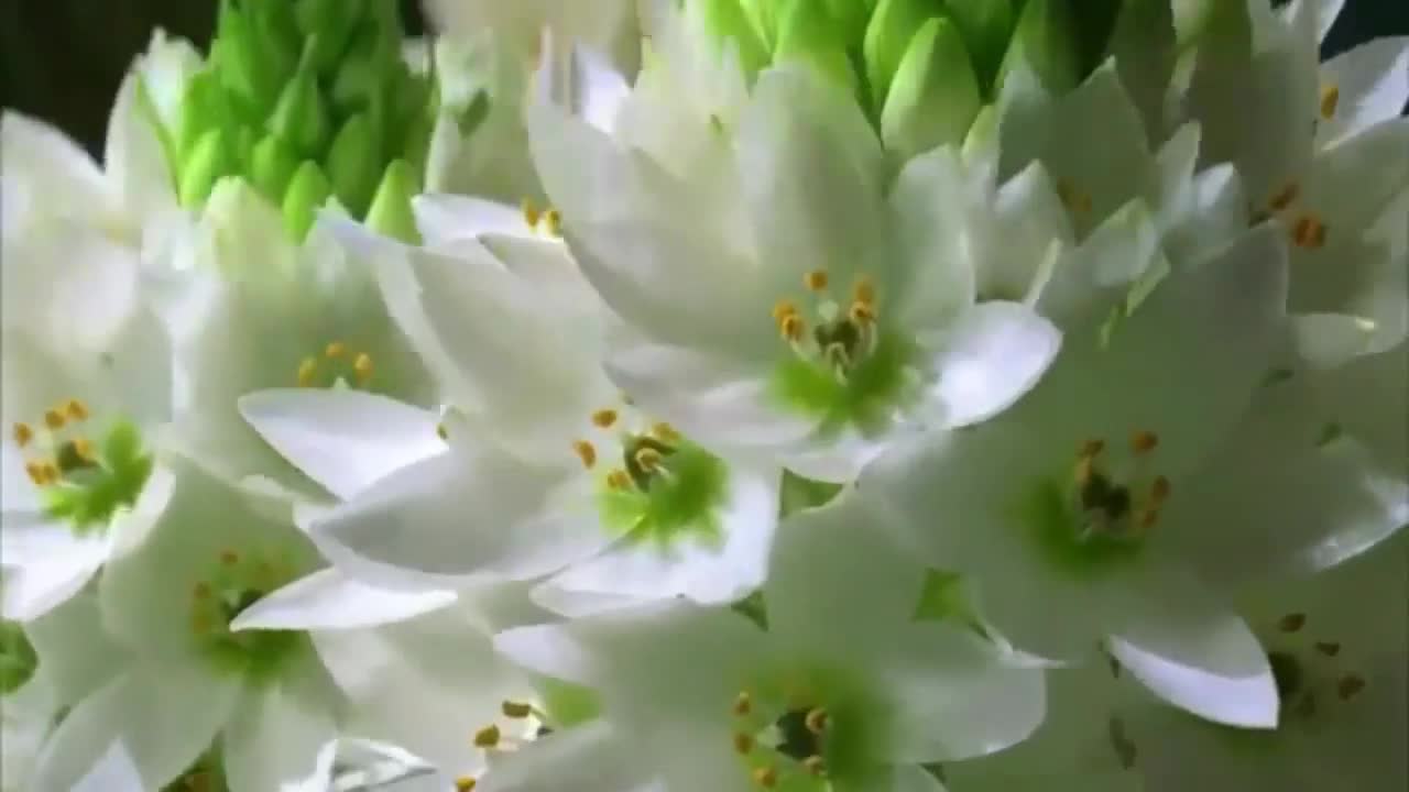 Amazing Flowers Dancing video