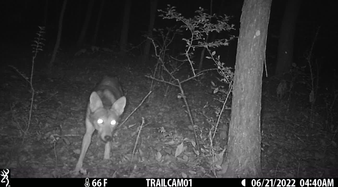 Coyote finding the camera