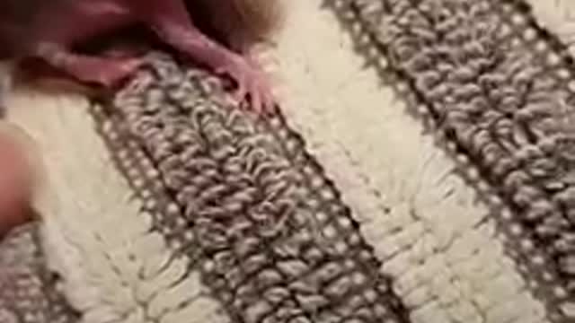 Watch him fall asleep inside a sock 💕