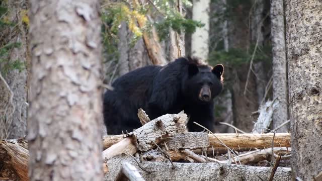 Bear In The Wood