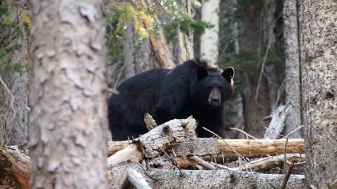 Bear In The Wood