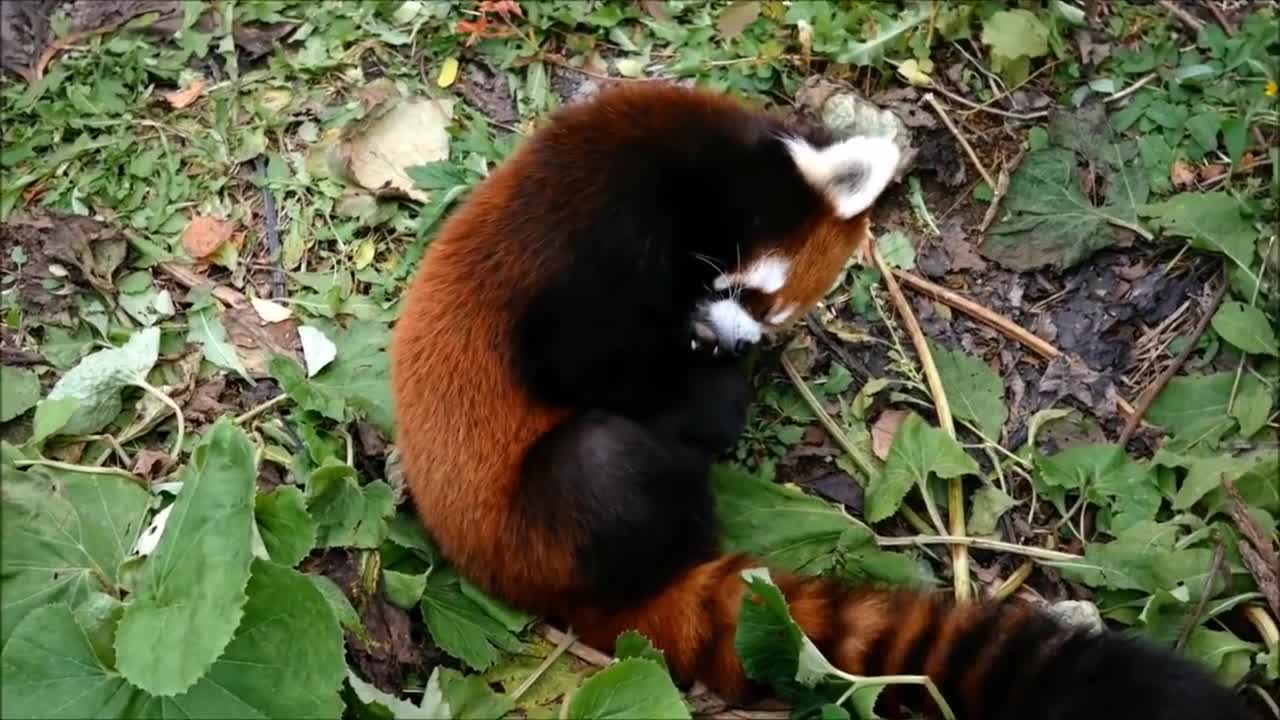 Most Adorable Red Panda - CUTEST Compilation 2022.