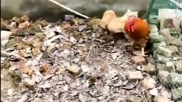 Chicken VS Dog Fight - Funny Dog Fight Videos.