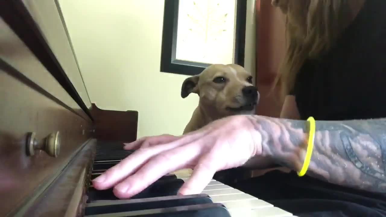 Man Serenades Dog While Showing Off Some Nice Piano Skills