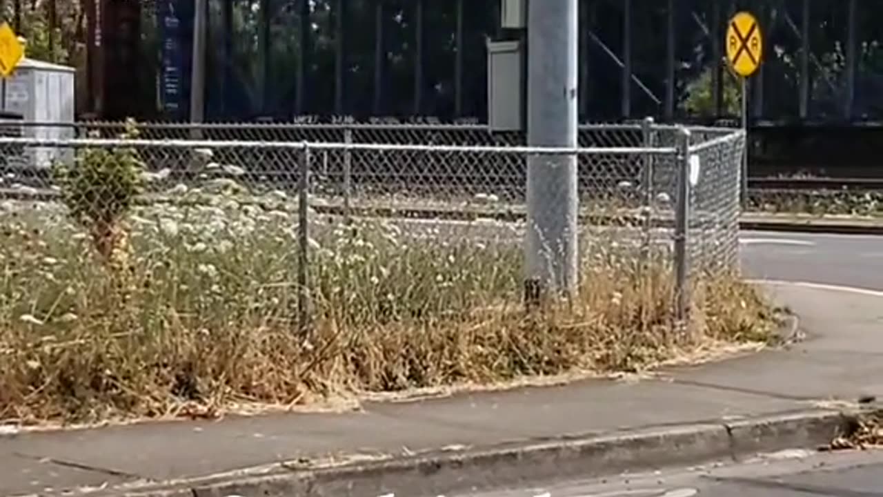 Train crossing mortality song