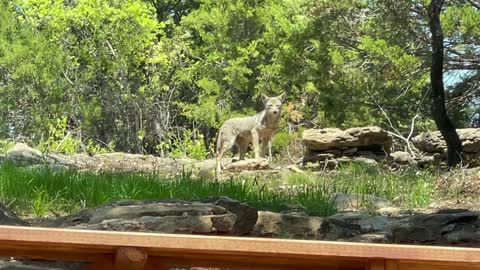 Young Coyote visits our campsite at Marluc Bells Vita Ranch