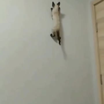 Kucing Seperti Cicak Bisa Jalan Di Dinding