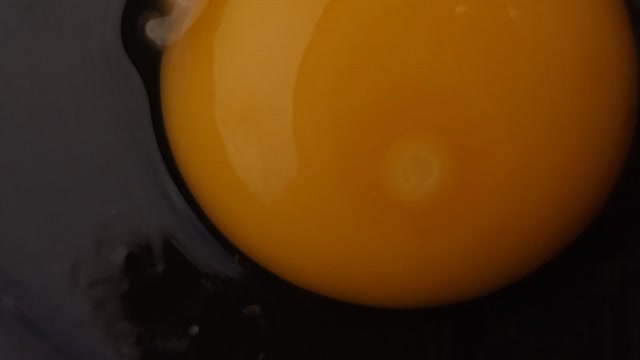Fertile egg VS infertile egg