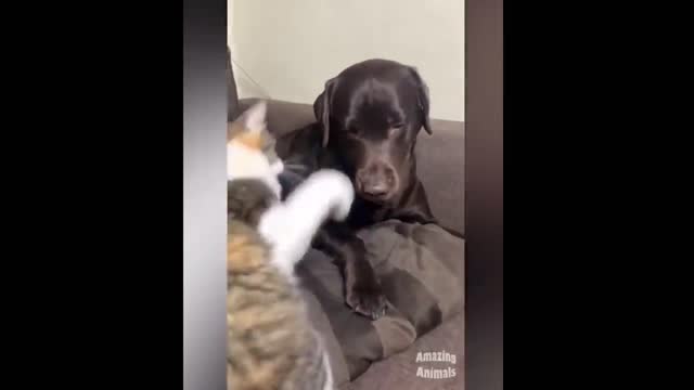 funny pet videos