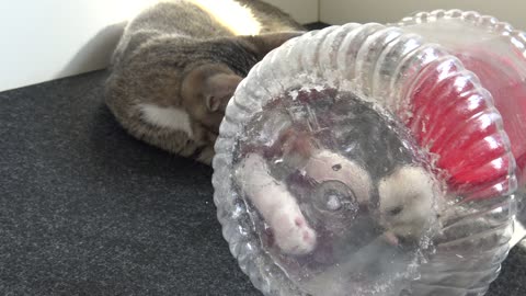 Small Cat Wants to Befriend a White Hamster