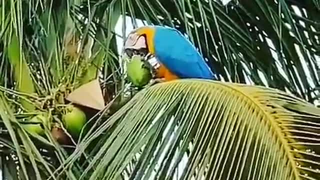 Bird satiating thirst consuming tender coconut