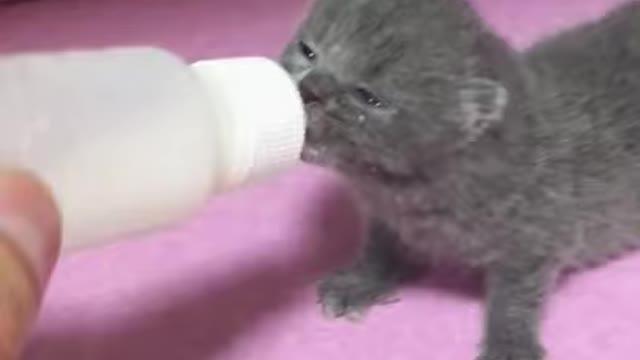 #Funniest Animals Real 😹 - Best Of The 20201 # Funny animal videos - Try not to laugh # Comedy