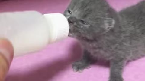 #Funniest Animals Real 😹 - Best Of The 20201 # Funny animal videos - Try not to laugh # Comedy