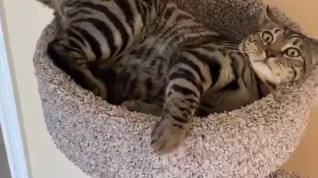 "I love chasing my tail👀" | Cat universe | Cat lovers | Cat of the world