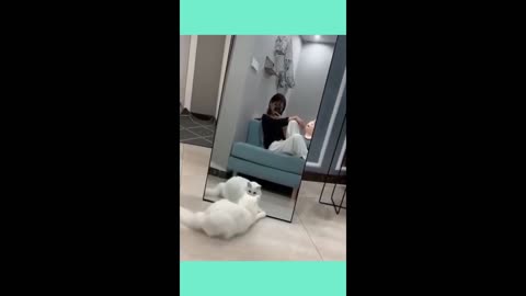 cats vs mirrors. funny vid. amazing pets