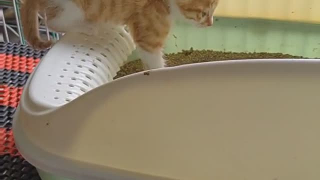 Very cute kittens and animals