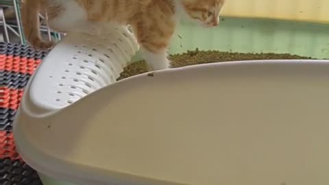 Very cute kittens and animals