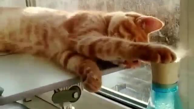 Funny and Cute Cat Videos #278